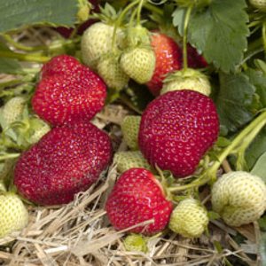 Strawberry Honeoye Early mid season 25 count bundle